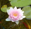 plante45.jpg (8290 bytes)