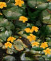plante46.jpg (41990 bytes)